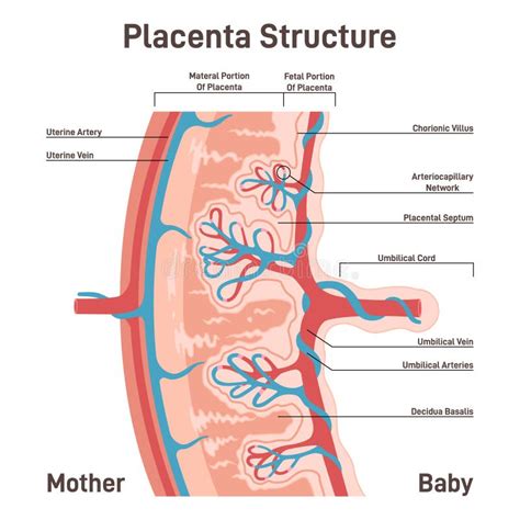 Placenta Anatomy. Human Fetus Oxygen and Nutrients Supplying Stock ...