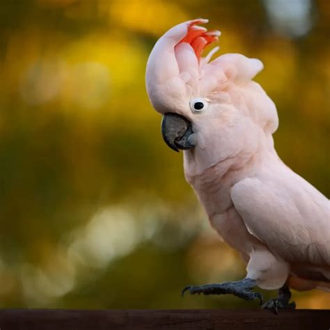 Compilation of Currently Popular Cockatoo Species | WorldWeet