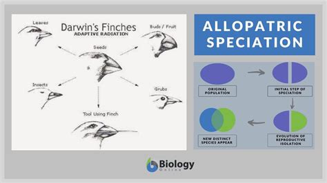 Allopatric speciation - Definition and Examples - Biology Online Dictionary