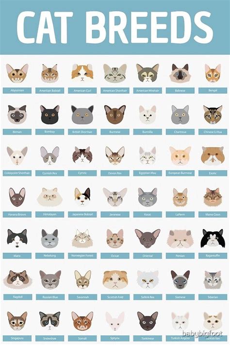 the cat breeds are shown in this poster