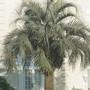 Pindo Palm | Pindo Palm Tree - PlantingTree