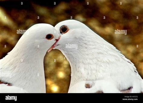 Two white pigeons kissing or feeding each other almost resembling a romantic moment Stock Photo ...