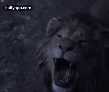 Lion Roaring.Gif GIF - Lion roaring Lion Animals - Discover & Share GIFs