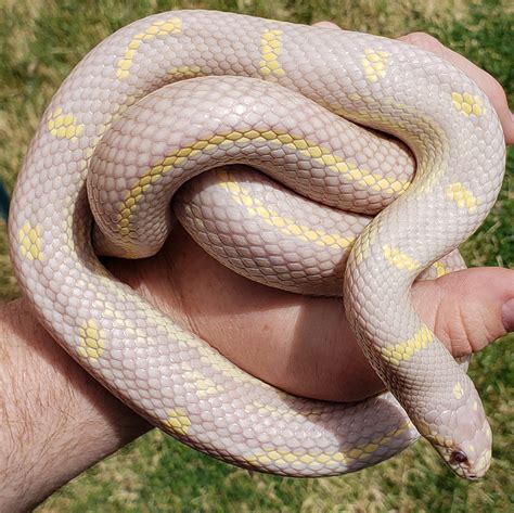 California king snakes, an American classic - Kingsnakes - MorphMarket Reptile Community