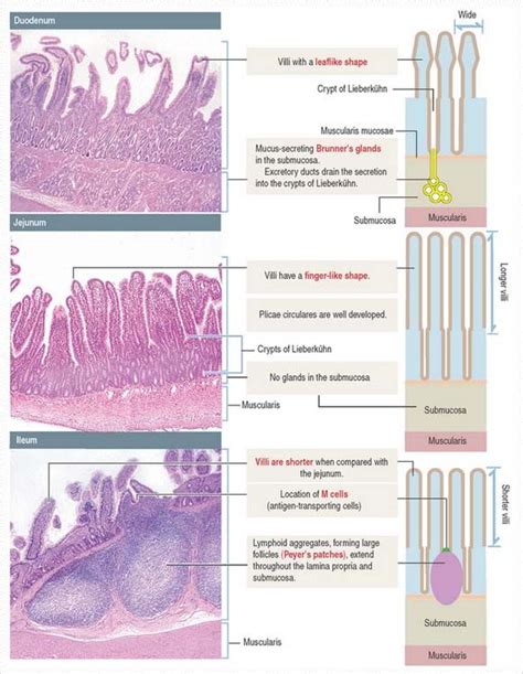 「ileum and jejunum difference」的圖片搜尋結果 | Human anatomy and physiology ...