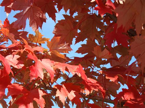 BLUE AUTUMN SKY Red Fall Leaves Art Prints Baslee Troutman ...