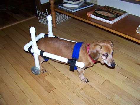 Diy Dog Wheelchair | Examples and Forms