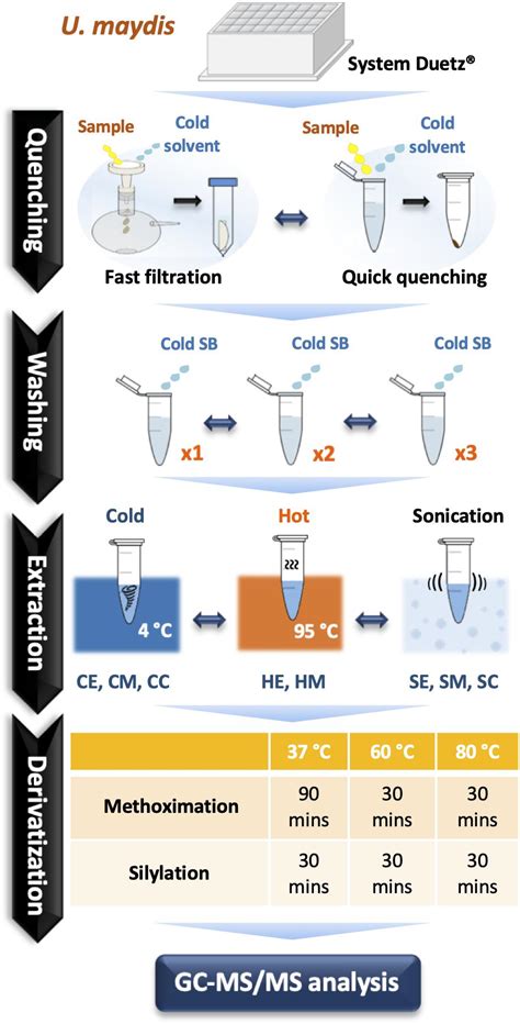 Frontiers | GC-MS-Based Metabolomics for the Smut Fungus Ustilago maydis: A Comprehensive Method ...