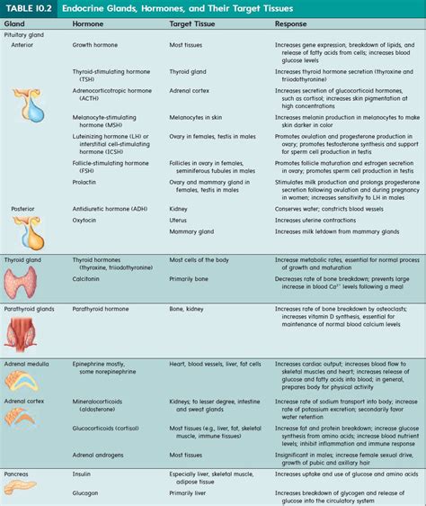 Parathyroid Glands - Endocrine Glands and Their Hormones