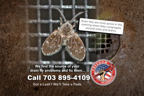 Drain Flies Septic System Inspection - Freedom Plumbers & Pumpers | N ...