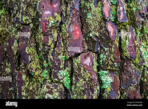 Pine tree trunk texture Stock Photo - Alamy