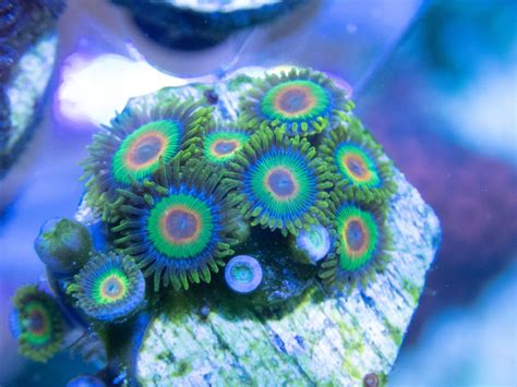 North Carolina - Live Goods - zoas pack | REEF2REEF Saltwater and Reef Aquarium Forum