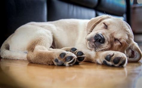 16 Labrador Retrievers Sleeping In Totally Ridiculous Positions