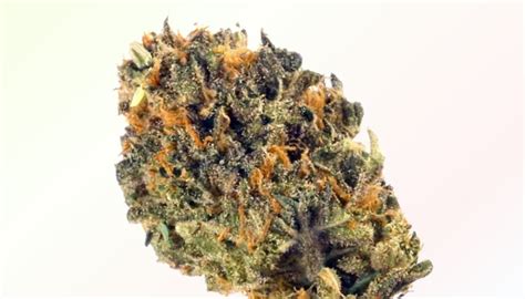 Strains Sense: Garanimals Strain