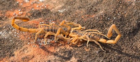 How to Treat a Scorpion Infestation | Las Vegas NV | Pest Control Inc.