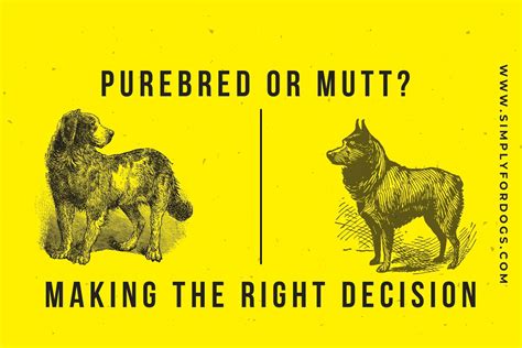 Purebred-Or-Mutt-Making-The-Right-Decision - Simply For Dogs