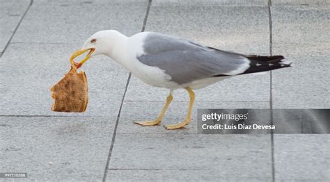 Seagull Eating Pizza High-Res Stock Photo - Getty Images