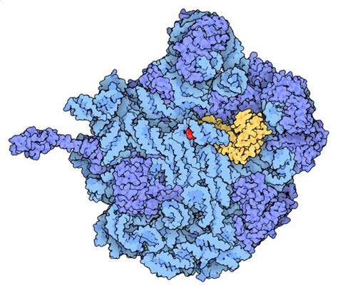 PDB-101: Learn: Structural Biology Highlights: Antibiotics and Ribosome ...