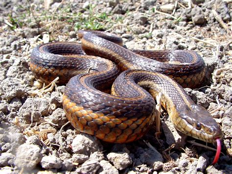 Parched: California Wildlife Suffers in Drought | KQED