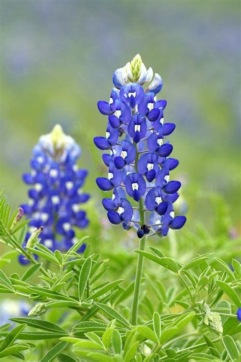 Bluebonnet Flowers Near Me - 15 Amazing Things You Should Know About ...