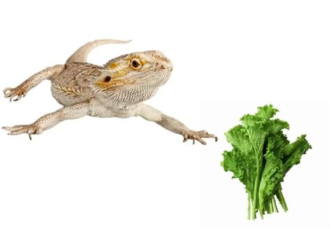 ᐅ What Do Bearded Dragons Eat? | Toxic or Healthy