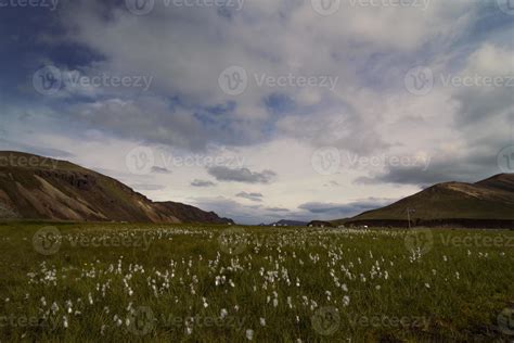 Green field with flowers landscape photo 15904006 Stock Photo at Vecteezy