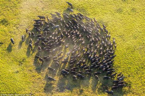 Breathtaking aerial images of Okavango Delta wildlife by Peter Adams - Planet Custodian