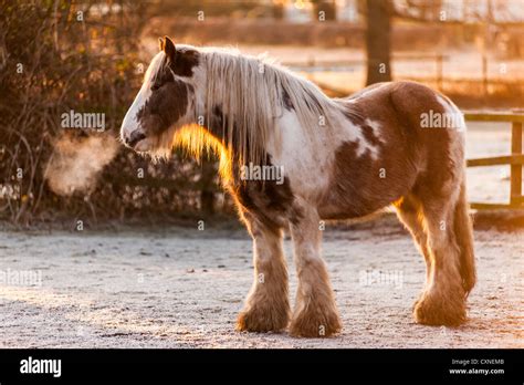 Skewbald Horse High Resolution Stock Photography and Images - Alamy