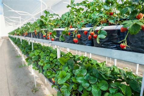 Strawberry Greenhouse Production: Can You Grow Strawberries In A Greenhouse