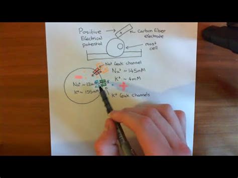 Electrophysiological Amperometry Part 2 - YouTube