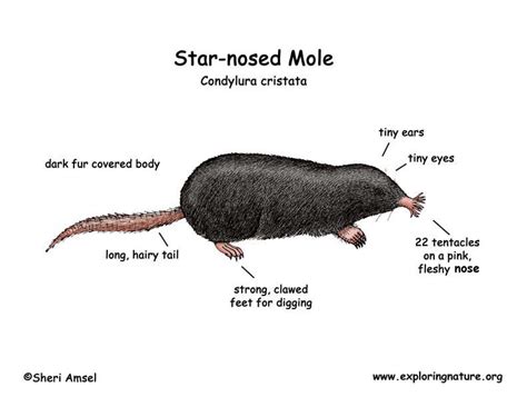 Mole‬ (‪Star-nosed)‬