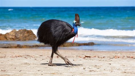 What Is a Cassowary? - Video - NYTimes.com