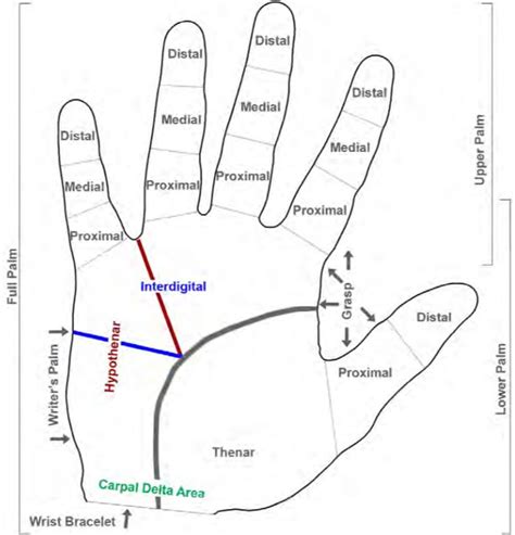 Palm Prints For Identification