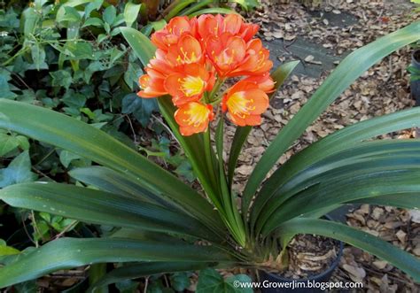 Garden Adventures: Clivia miniata