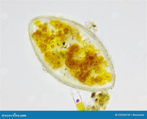 Microscopic View Of Testate Amoeba Arcella Shell With Visible Some Of Internal Structure Royalty ...