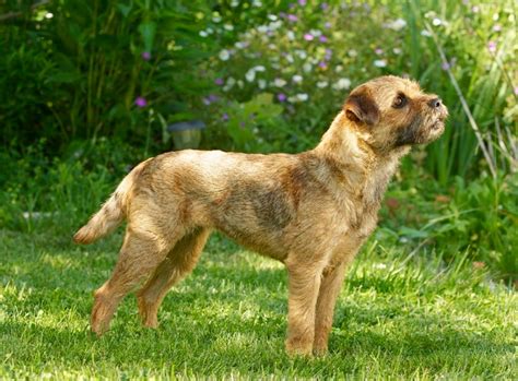 Border Terrier | For the Love of Purebred Dogs