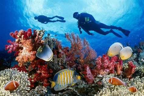 The Great Barrier Reef: A Scuba Diver and Snorkeler's Paradise - NogRella Travel