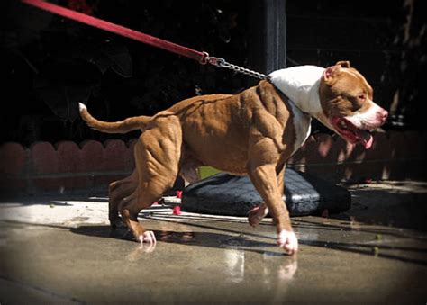 Pit Bull with myostatin deficiency. Beast Mode Activated : pics