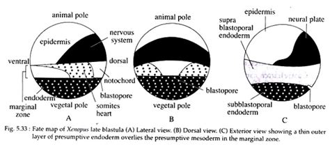 Fate Map: Meaning, Construction and Usefulness