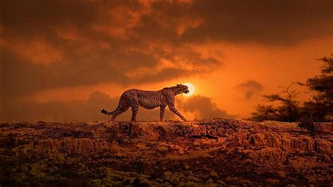 1366x768px | free download | HD wallpaper: Cheetah, Kenya, Africa, big cat, walk, the sun ...