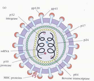 Structure of HIV Classification of HIV There are two types of HIV ...