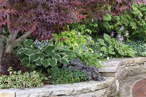 14+ Plants Like Hostas - CheuRhonan