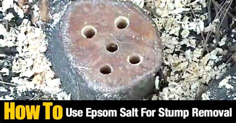 How To Use Epsom Salt For Stump Removal