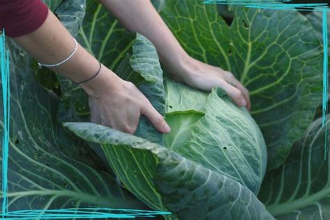 How to Harvest Cabbage - Together Time Family