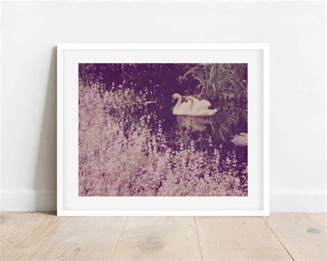 Swan Wall Art Swan Art Fine Art Nature Photography Print - Etsy