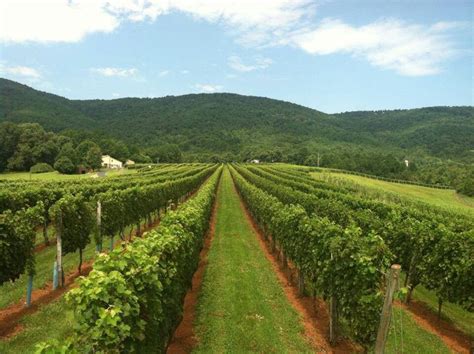 Afton Mountain vineyards | Afton, Virginia homes, Vineyard