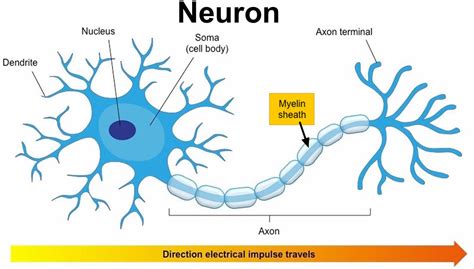 Leukodystrophy symptoms, types, prognosis and leukodystrophy treatment