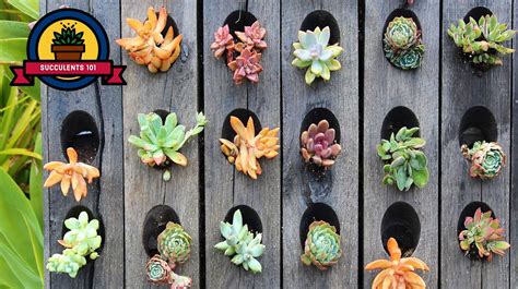 Fabulous Info About How To Take Care Of Succulent Plants - Philosophypeter5