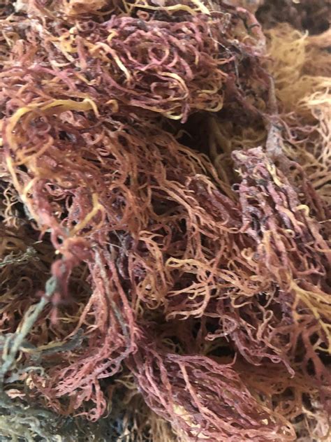 Wildcrafted Purple Sea Moss Raw – Perfectly Purposed