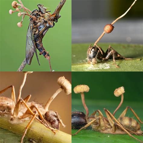 Cordyceps is a parasite that controls body of its victim and literally grows through it to spray ...